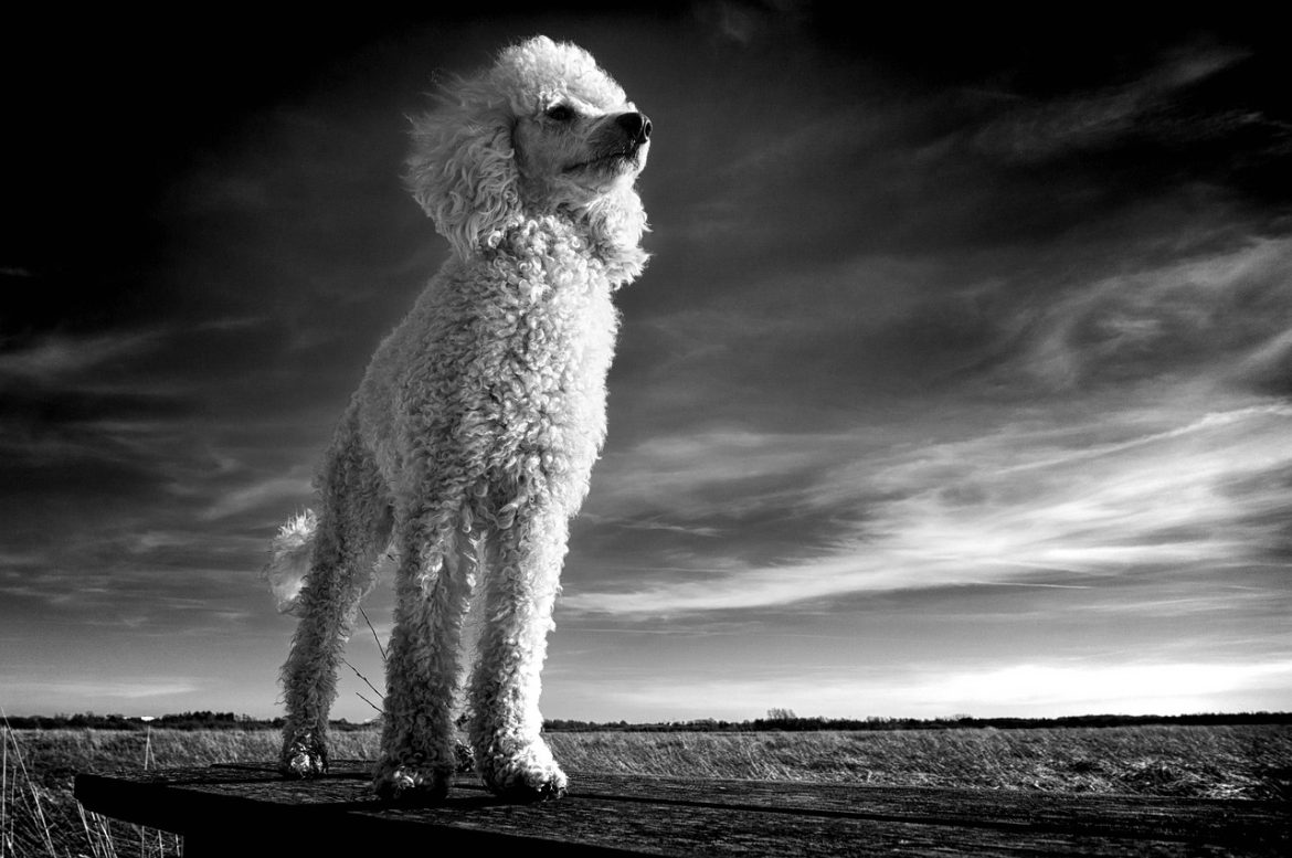 Exploring Uncommon Canines: Discovering the World's Most Unique Dog Breeds