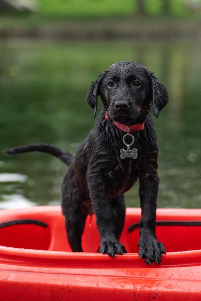 Top Choices for Sensitive Canine Stomachs