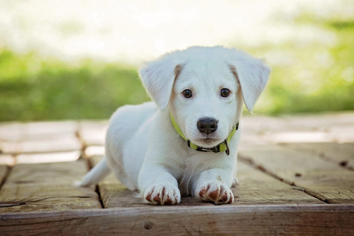 Essential Dog Care Tips for Beginners: How to Keep Your Furry Friend Happy and Healthy