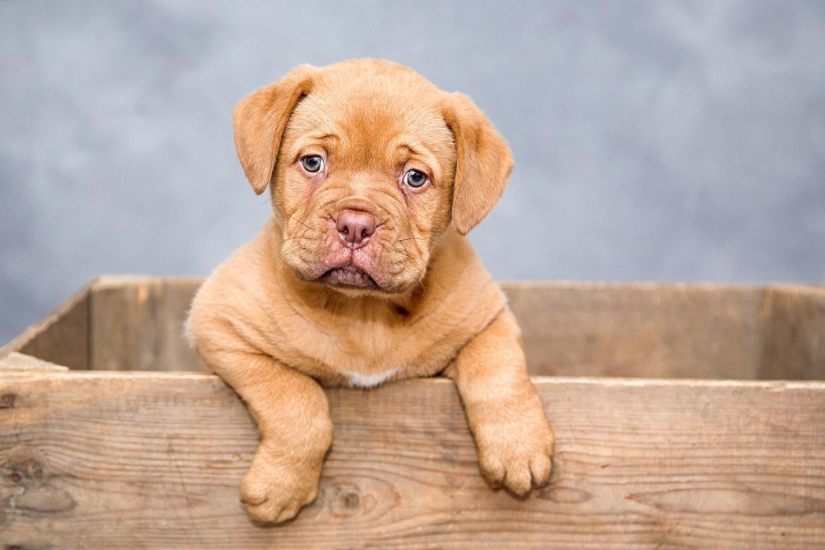 Budget-Friendly Dog Care Essentials