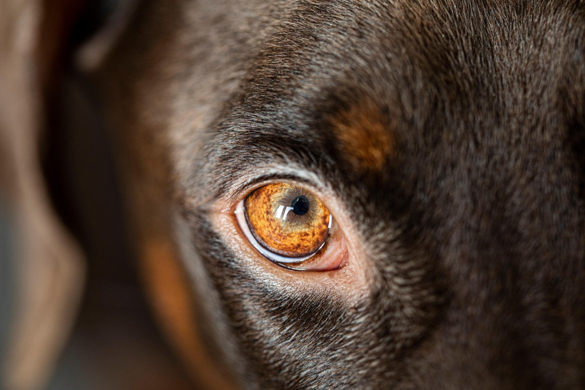 Gentle and Nutritious: Best Dog Foods for Digestive Health