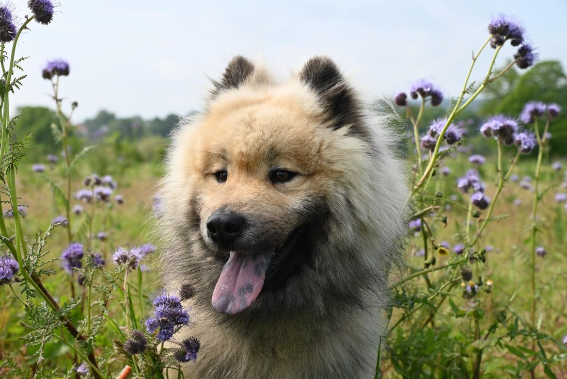 Top Hypoallergenic Dog Breeds for Allergy Sufferers