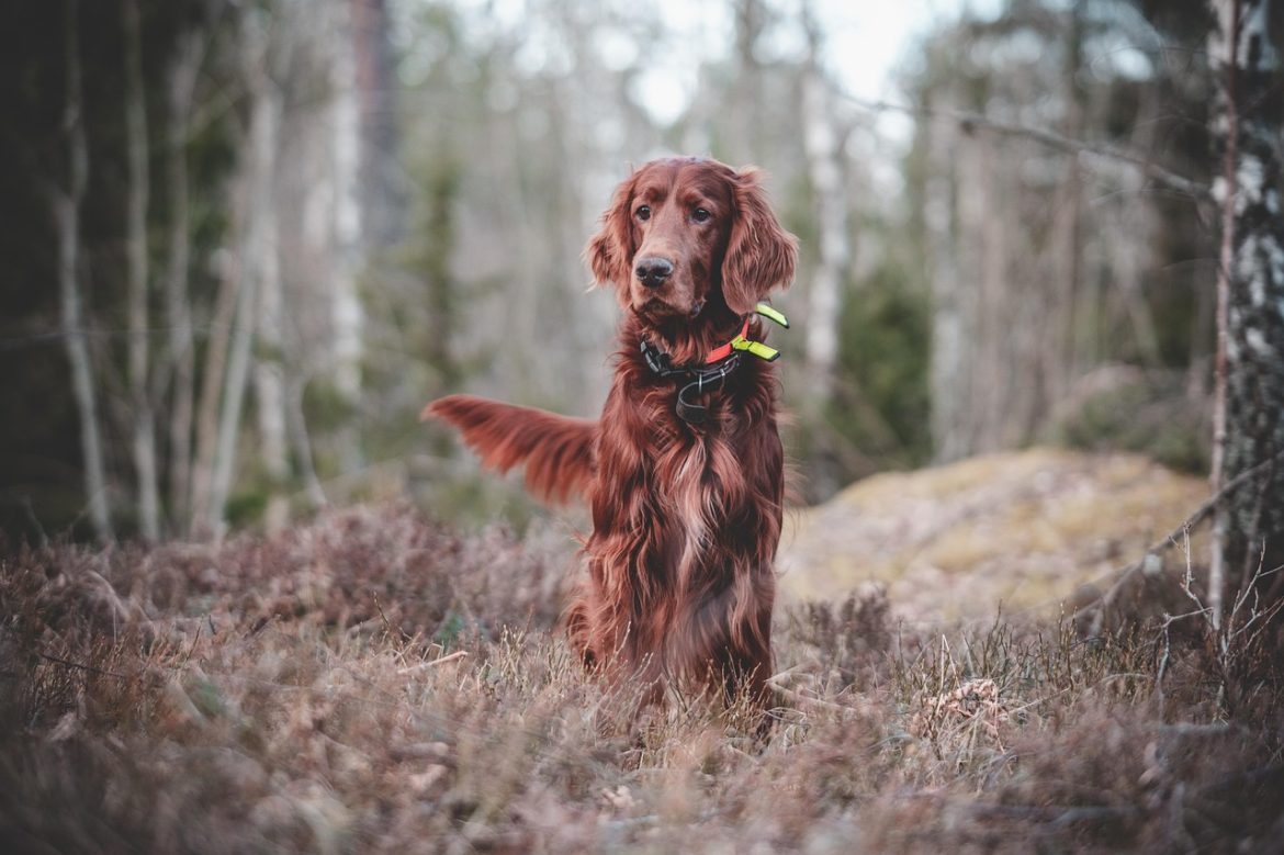 Mastering Leash Training: Expert Tips for Handling Your Stubborn Dog
