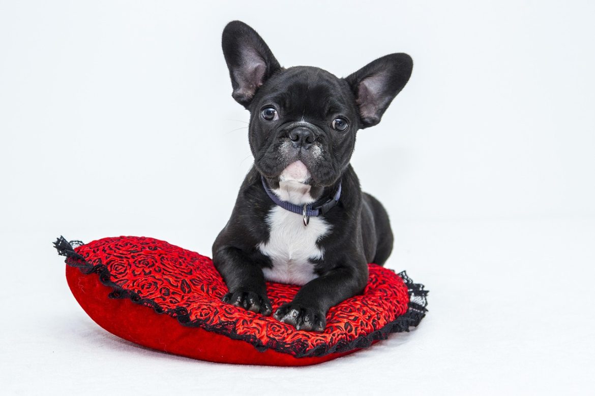 Ensuring Your Dog's Comfort on Road Trips