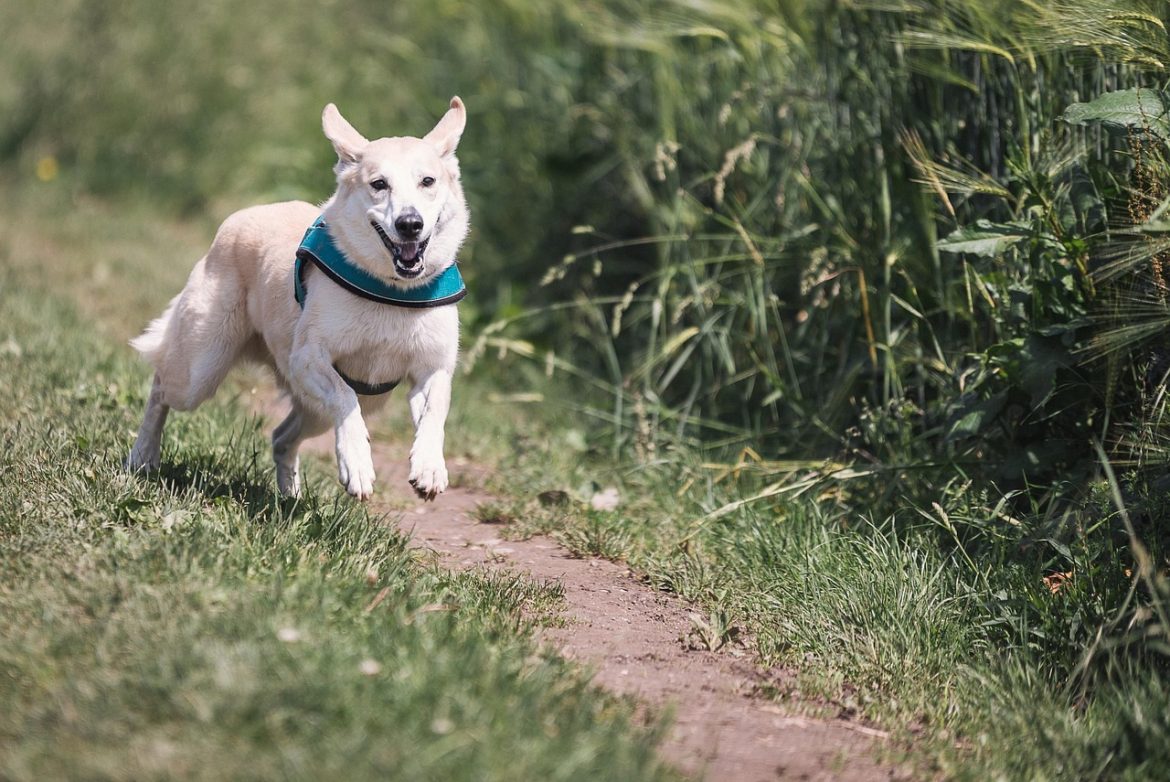 Top Low-Maintenance Dog Breeds for Busy Lifestyles