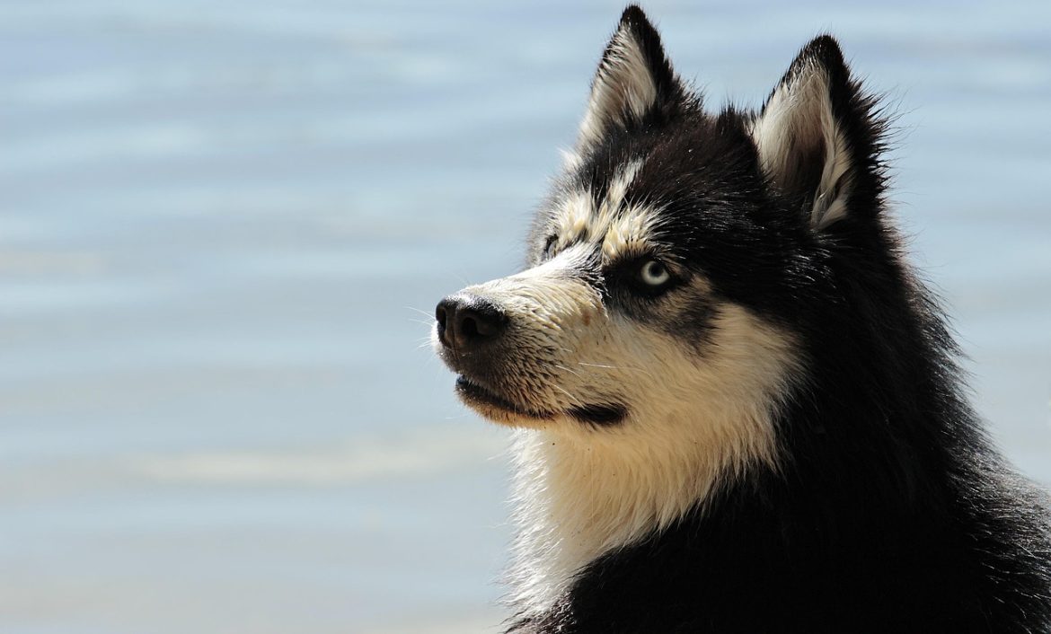 Sniffle-Free Canine Companions: Best Dogs for Allergic Owners