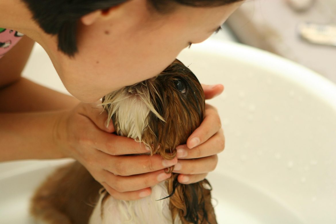 Preventing Accidents: Strategies to Keep Your Dog Safe Indoors