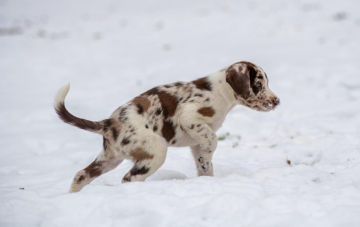 Top Picks for Training: The Best Dog Treats for Effective Rewarding