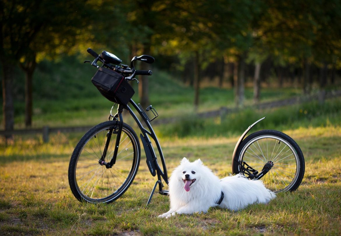 Unlocking Joyful Bonds: Exploring Positive Reinforcement in Dog Training