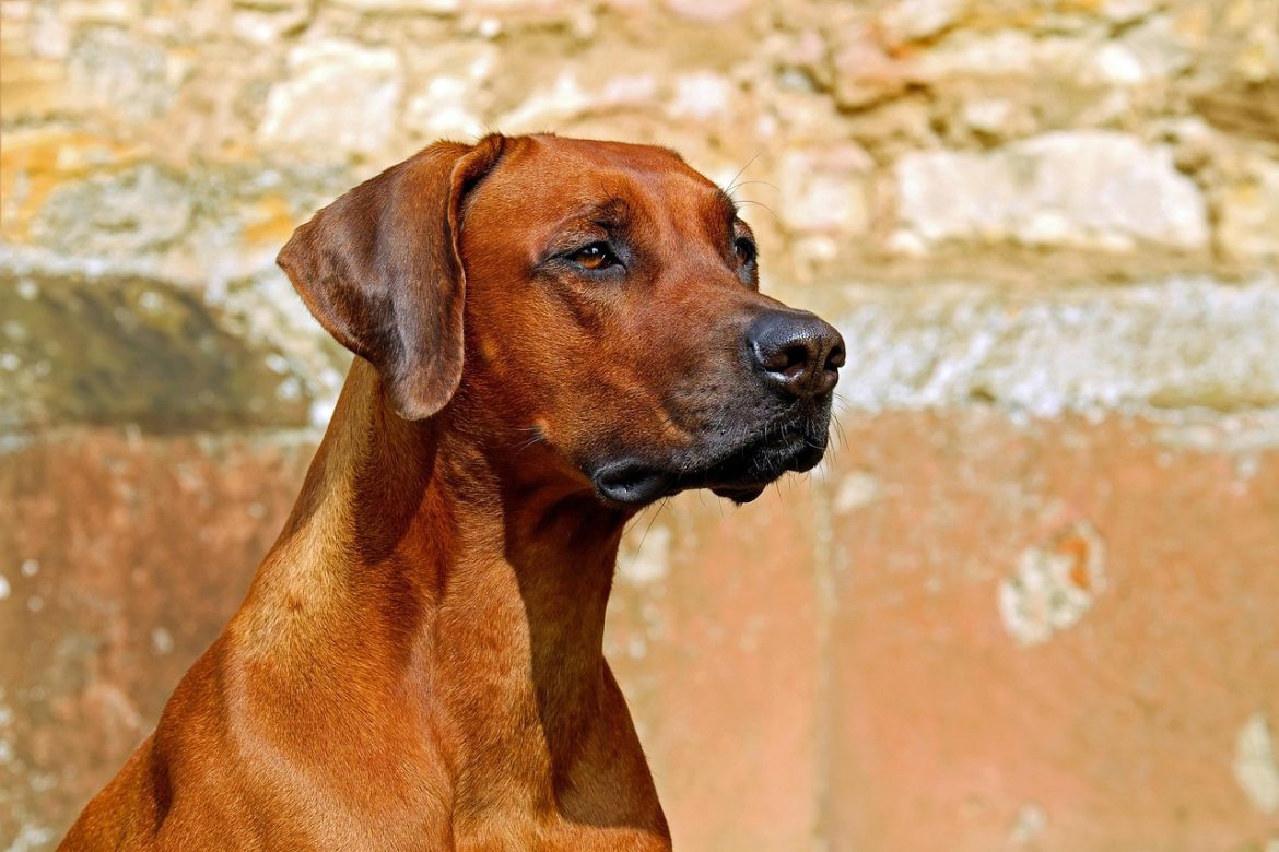 Perfect Pooches for Kids