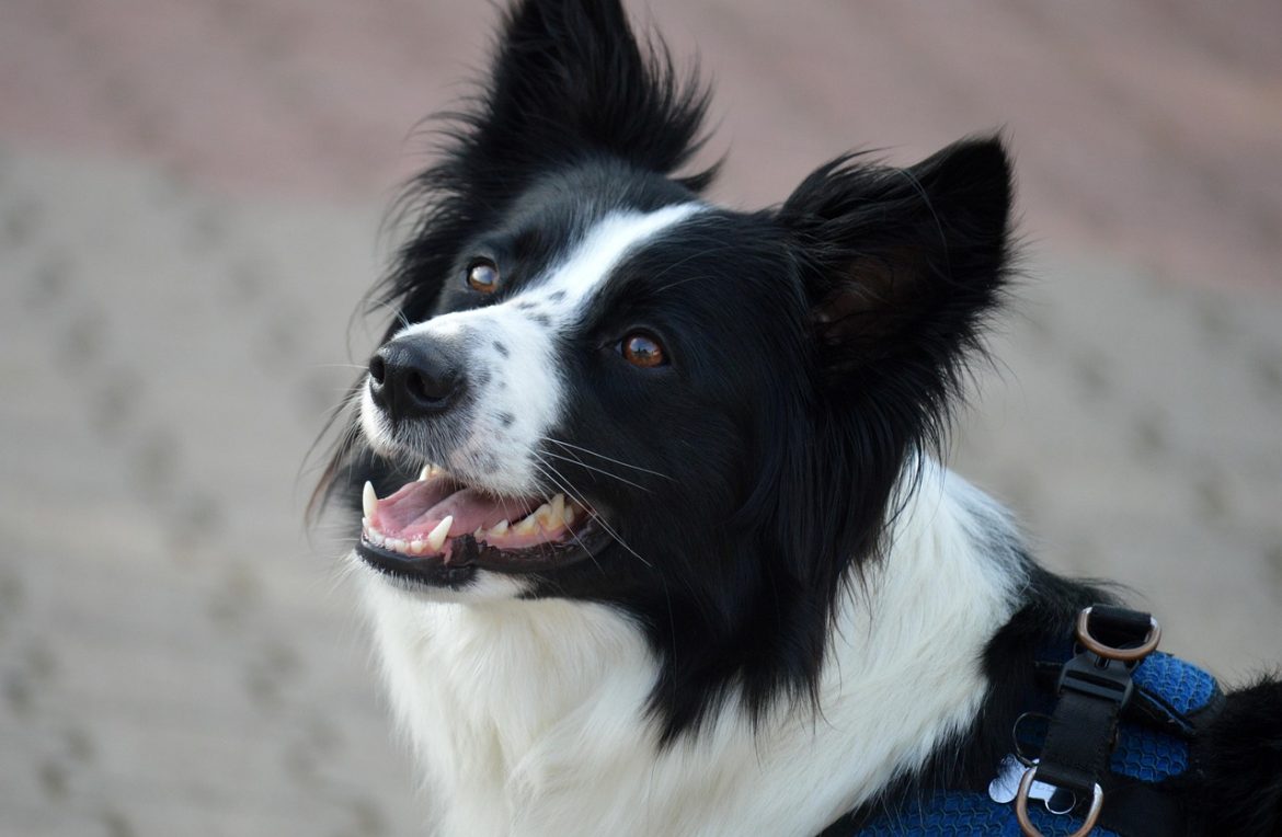 Spotlight on Rarity: A Guide to the Globe's Least Known Dogs