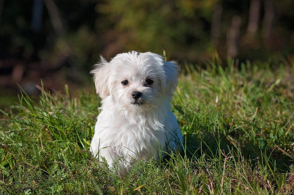 Top Choices for Senior Dog Nutrition
