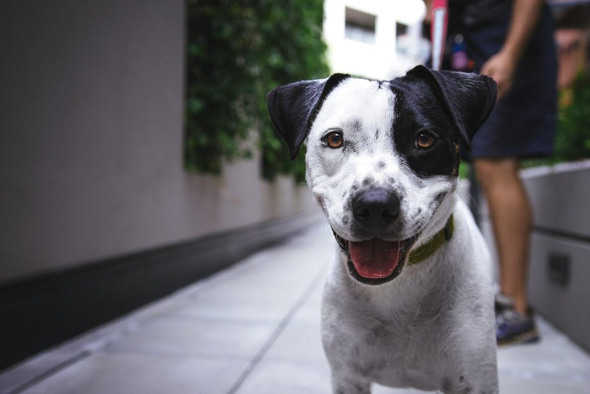 Perfect Pups: Top Low-Maintenance Dog Breeds for Busy People