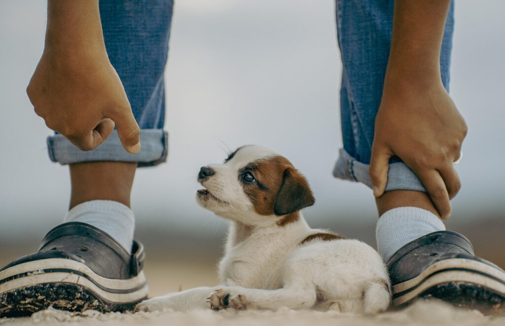 Top Family-Friendly Dog Breeds