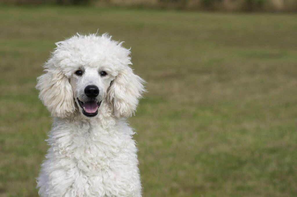 Labrador vs. Golden Retriever: Choosing the Right Family Dog