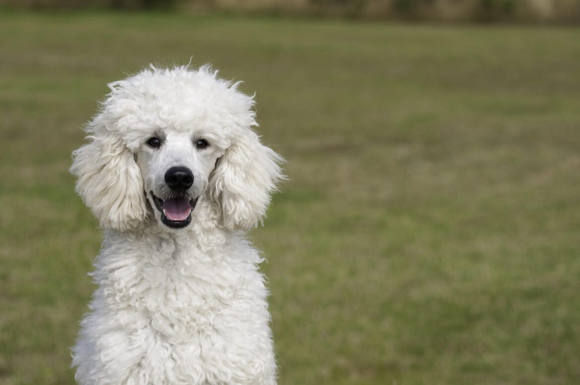 Labrador vs. Golden Retriever: Choosing the Right Family Dog