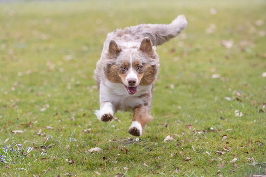 Top Low-Maintenance Dog Breeds for Busy Individuals