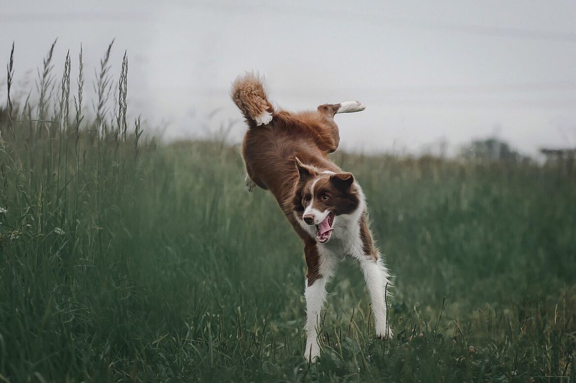 Timeless Companions: Exploring Ancient Canine Lineages