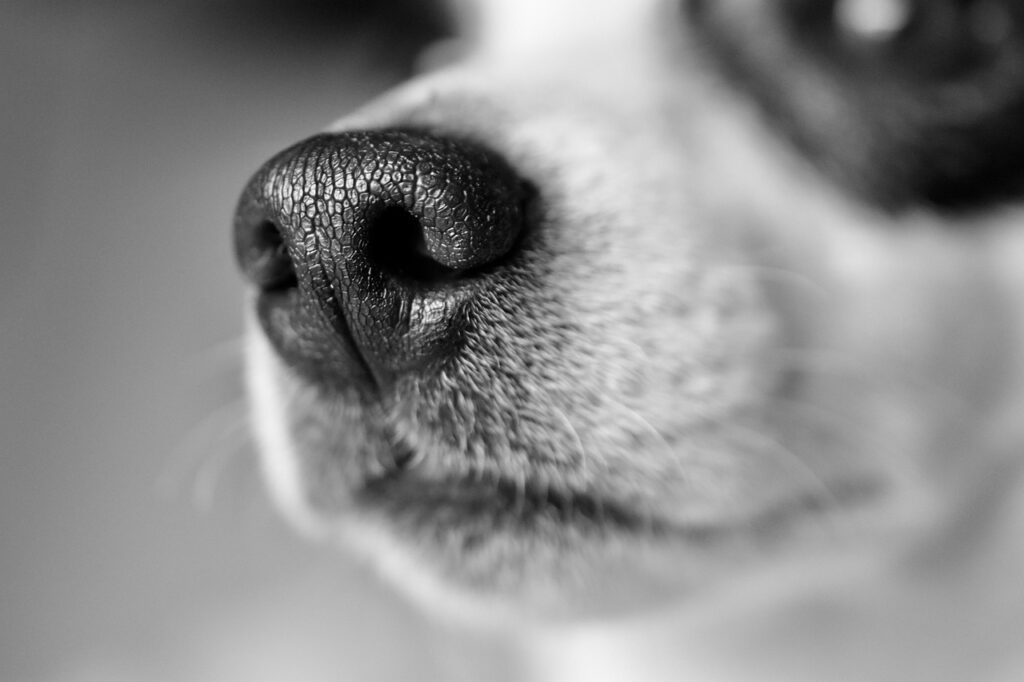 Paws and Reflect: Comparing the German Shepherd and the Belgian Malinois