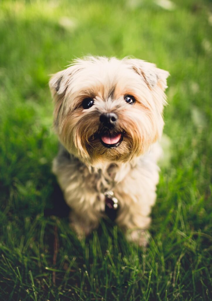 Top Breeds for Cuddles and Companionship
