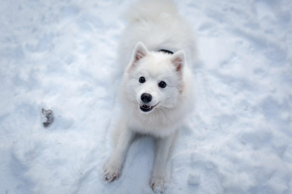 Pint-Sized Pooches: Adorable and Compact Dog Breeds