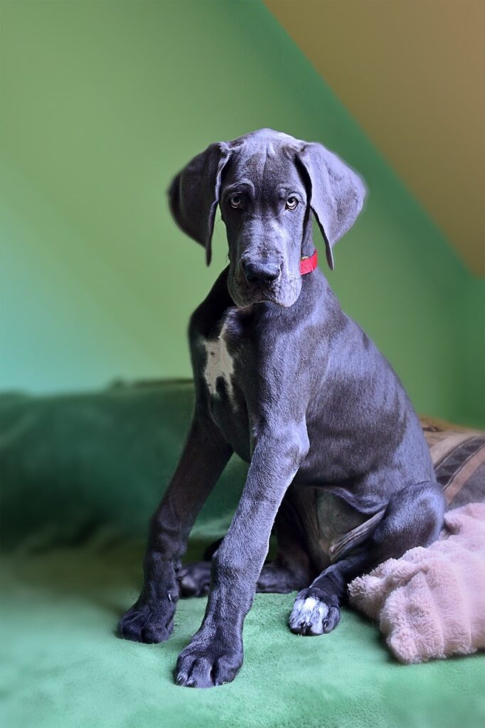 Top Apartment-Friendly Small Dog Breeds