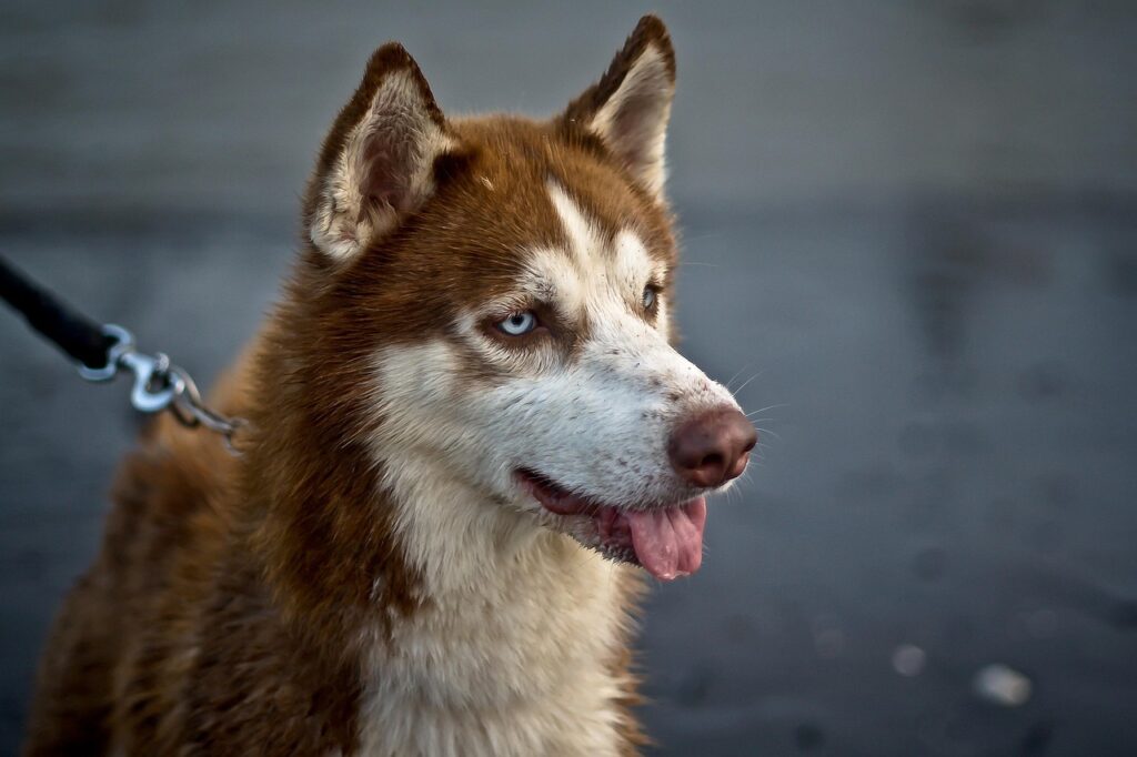Basenji