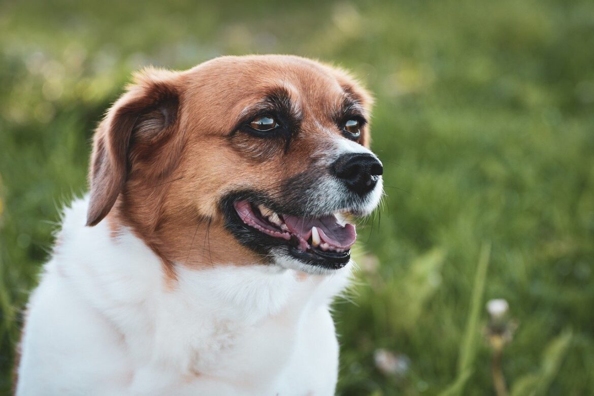 Loving Lap Dogs: The Most Affectionate Breeds