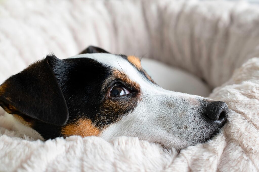 Uncovering the Roots of Today’s Domestic Dogs
