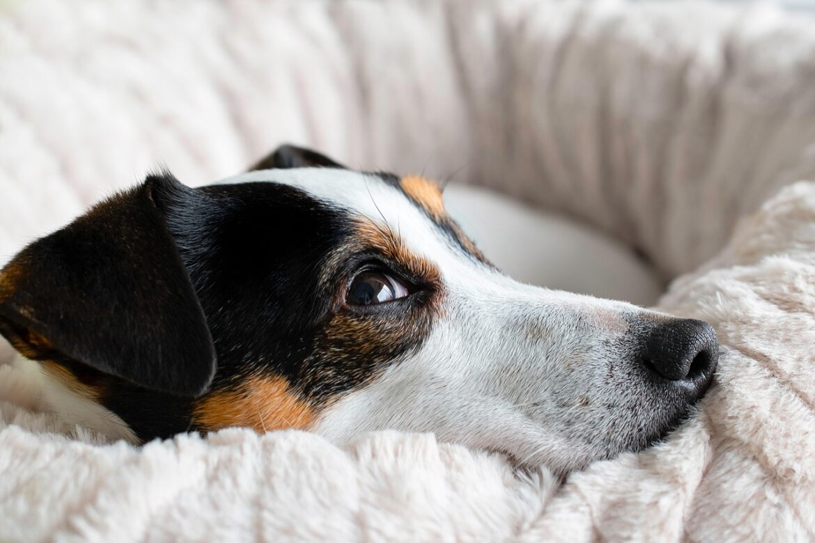 Uncovering the Roots of Today’s Domestic Dogs